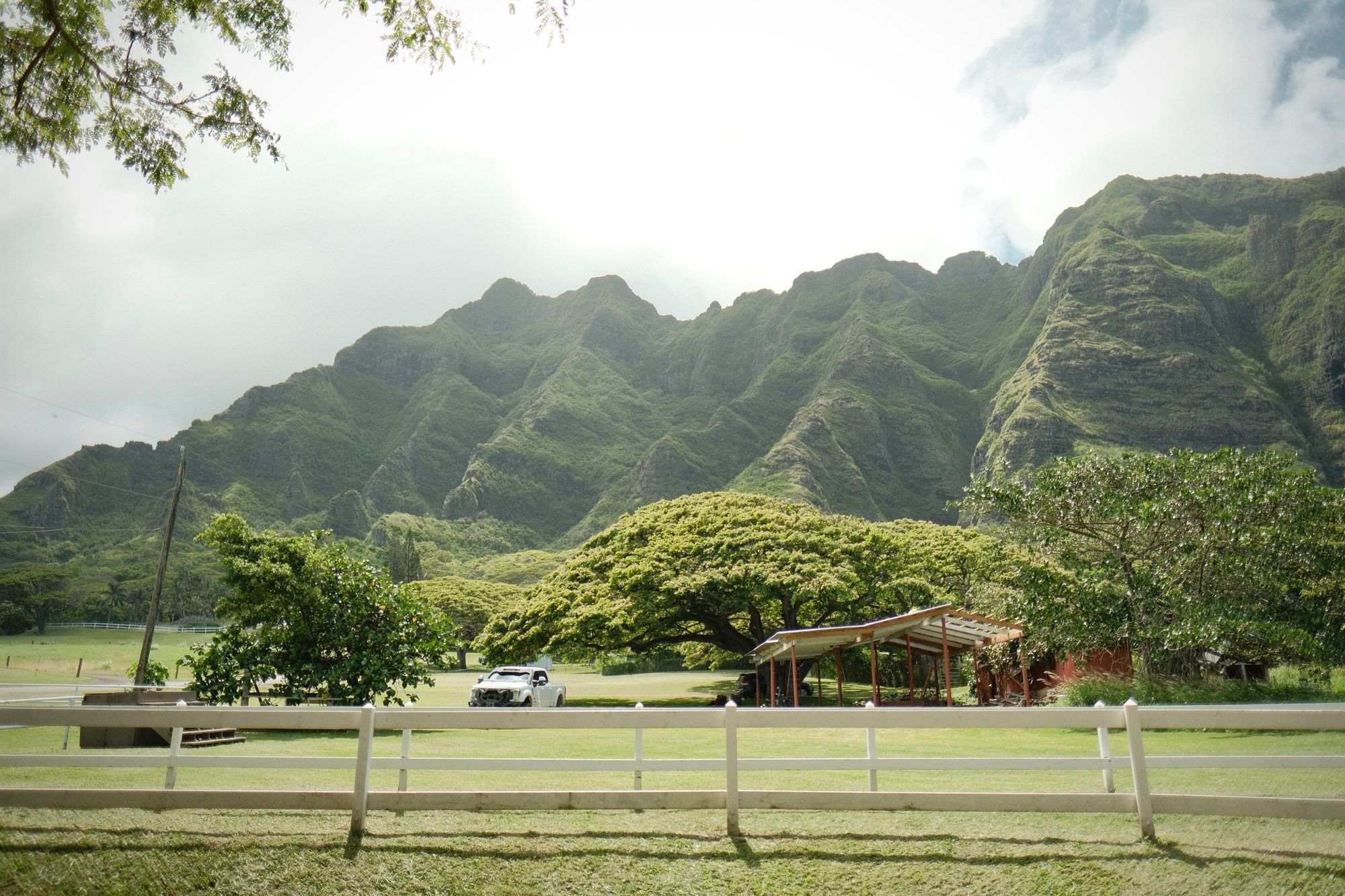 The Hawaiian rainforest