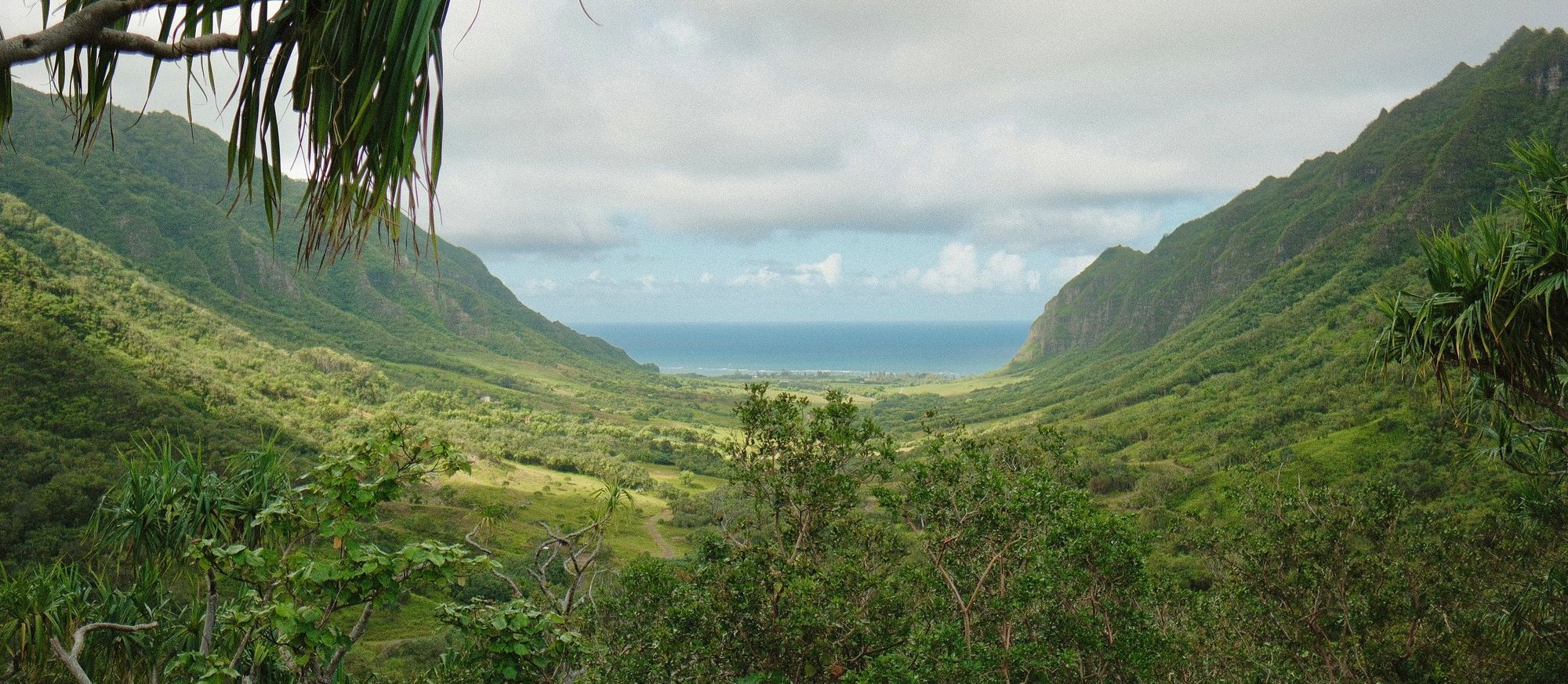 The Hawaiian rainforest