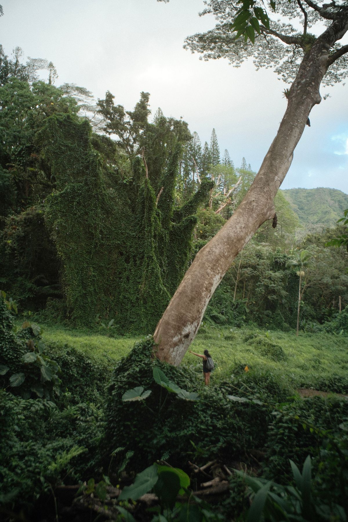 The Hawaiian rainforest